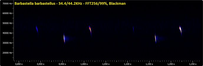 Spektrogram einer Rufsequenz der Mopsfledermaus, BatExplorer Screenshot