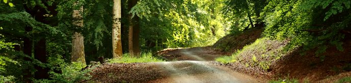 Waldweg im FFH-Gebiet