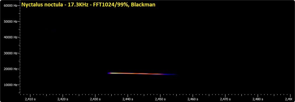 nyctalus 1